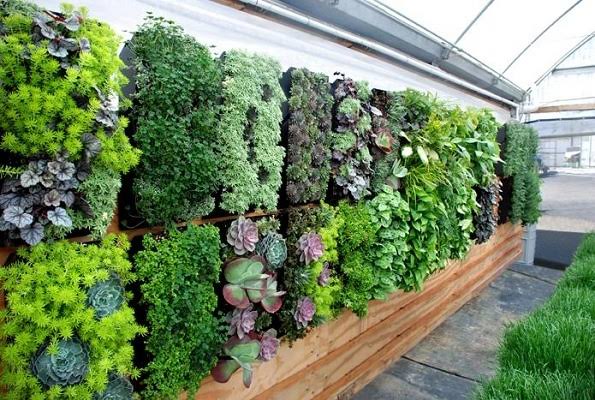 Create a vertical garden