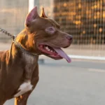 The Dog That Wouldn't Stop Barking