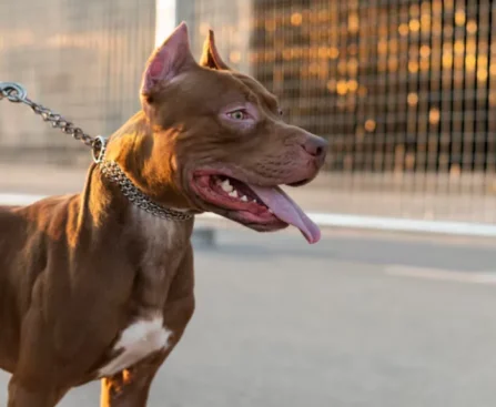 The Dog That Wouldn't Stop Barking