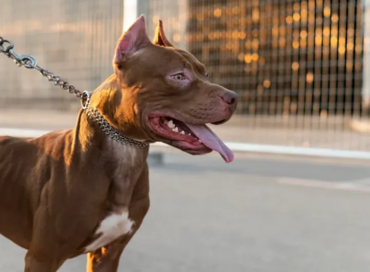 The Dog That Wouldn't Stop Barking