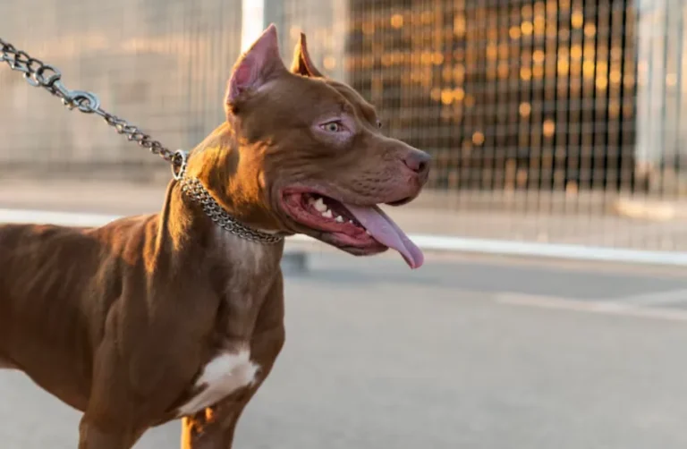 The Dog That Wouldn't Stop Barking